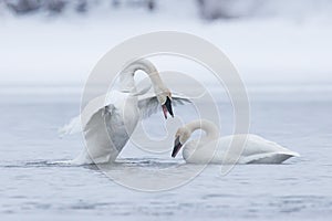 Trumpeter swan displaying dominance photo