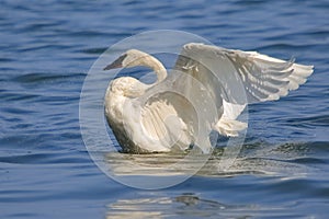 Trumpeter  Swan with Extended Wings