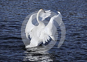 Trumpeter Swan extending wings forward