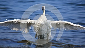 Trumpeter  Swan Extending Wings to Dry