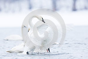 Trumpeter swan fanning himself