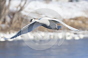 Trumpeter swan in flight