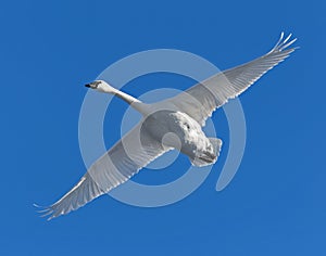 Trumpeter swan in flight