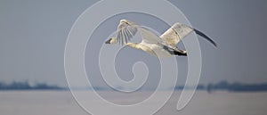 Trumpeter swan in flight and calling, bill open.