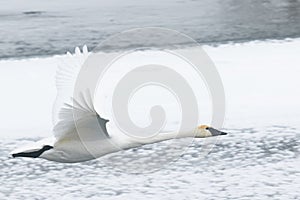 Trumpeter Swan in Flight Over Snowy River