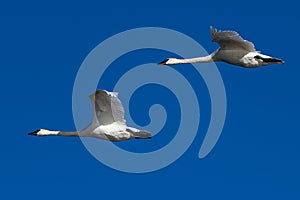 Trumpeter swan in flight swans flying