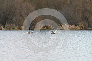 Trumpeter Swan flying