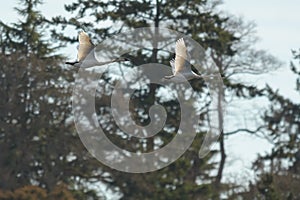 Trumpeter Swan flying