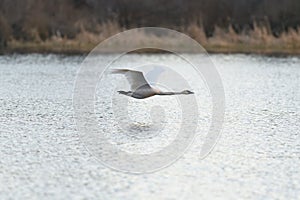 Trumpeter Swan flying