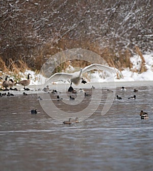 Trumpeter Swan flying