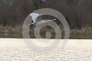 Trumpeter Swan flying