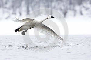 Trumpeter swan flying above river