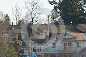 Trumpeter Swan flying photo