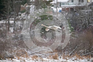 Trumpeter Swan flying photo