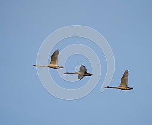 Trumpeter Swan flying in the sky