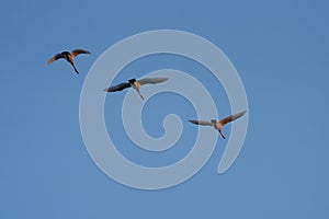 Trumpeter Swan flying in the sky photo