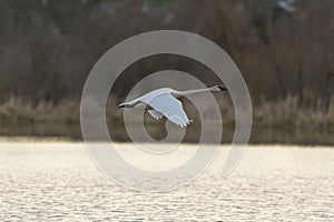 Trumpeter Swan flying photo