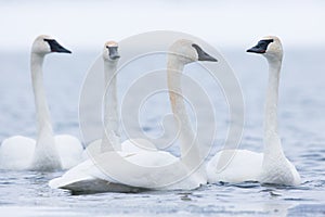 Trumpeter swan gathering