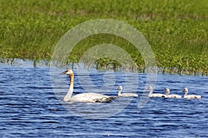 Trumpeter Swan Immatures   703722