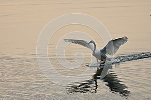 Trumpeter swan, its wings spread, skis along the surface of Saanich Inlet as it lands at sunset