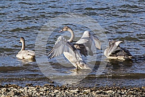 Trumpeter Swan juvenile