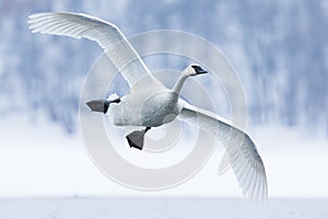 Trumpeter swan landing on water