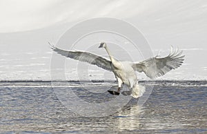 Trumpeter swan lands in pond in Jackson Hole Wyoming