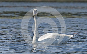 Trumpeter Swan Looking at Us