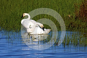 Trumpeter Swan Pair in Wetlands  802528