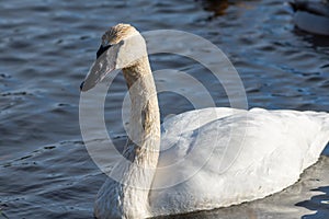 Trumpeter Swan portrait