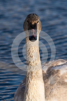 Trumpeter Swan portrait