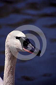 Trumpeter Swan Portrait  44150