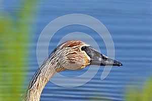 Trumpeter Swan Portrait  701004