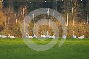 Trumpeter Swan resting at grassland photo