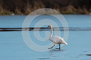 Trumpeter Swan resting on icy lake