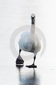 Trumpeter Swan resting on icy lake