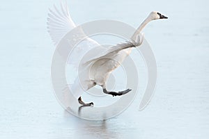 Trumpeter Swan resting on icy lake