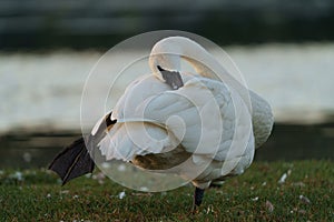 Trumpeter Swan resting at lakeside