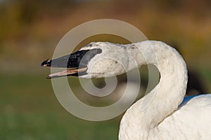 Trumpeter Swan resting at lakeside