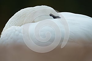 Trumpeter Swan resting at lakeside