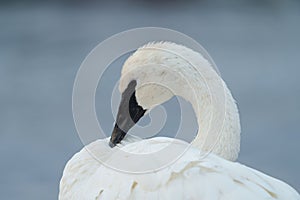 Trumpeter Swan resting at lakeside