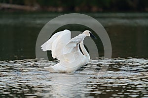 Trumpeter Swan resting at lakeside