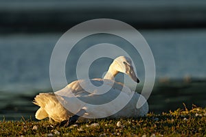 Trumpeter Swan resting at lakeside