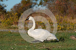 Trumpeter Swan resting at lakeside