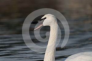 Trumpeter Swan resting at lakeside