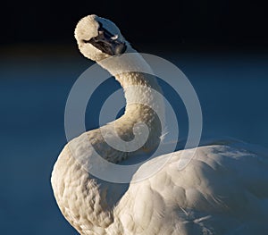 Trumpeter Swan resting at lakeside