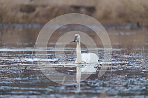 Trumpeter Swan resting at lakeside