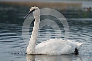 Trumpeter Swan resting at lakeside photo