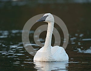 Trumpeter Swan resting at lakeside photo