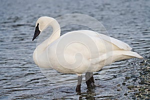 Trumpeter Swan resting at lakeside photo